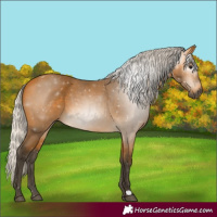 Horse Color:Gray Silver Buckskin