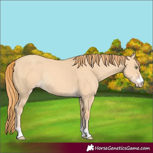 Horse Color:Gold Champagne Dun Rabicano 