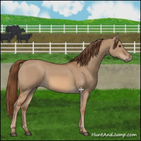 Horse Color:Red Dun 