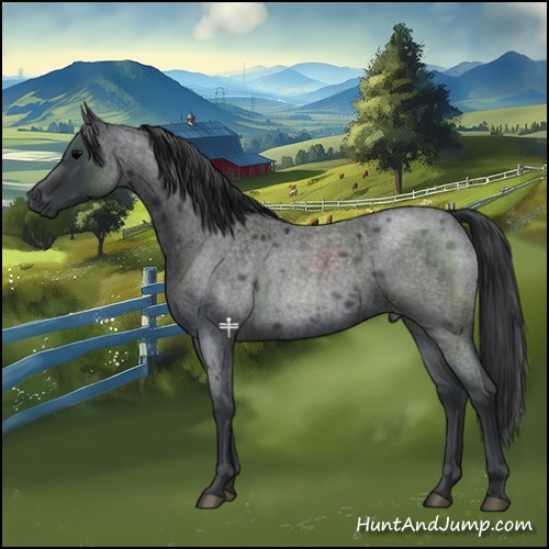 Horse Color:Blue Roan 