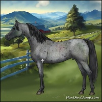 Horse Color:Blue Roan 