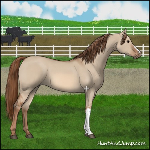 Horse Color:Red Dun 