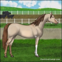 Horse Color:Red Dun 