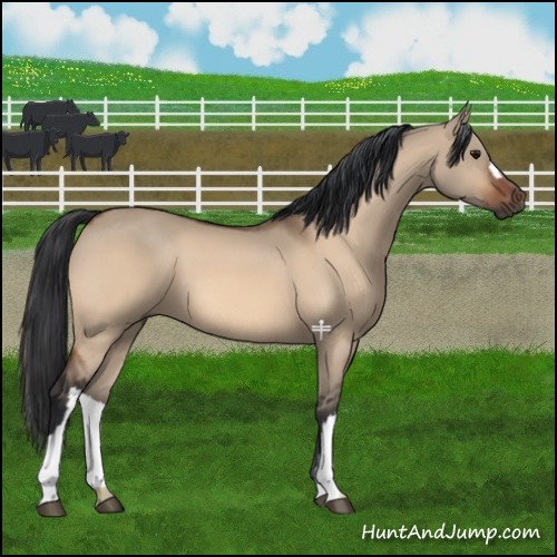 Horse Color:Bay Dun 