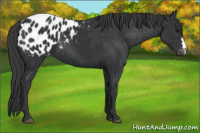 Horse Color:Black Appaloosa 