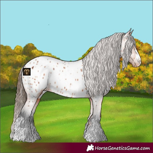 Horse Color:Bay Appaloosa  and Bay Appaloosa 