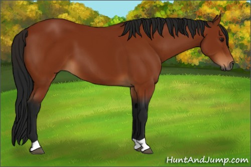 Horse Color:Gray Bay