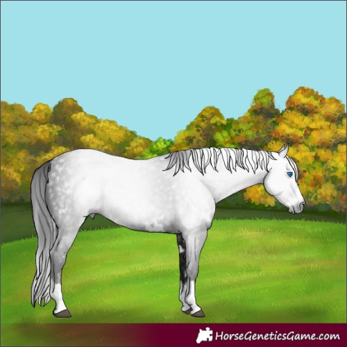 Horse Color:Gray White Spotted Black Splash 