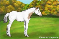 Horse Color:Gray Amber Champagne Roan Splash Tobiano Frame 
