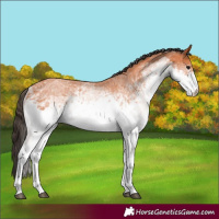 Horse Color:White Spotted Bay Roan 