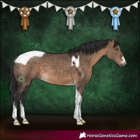 Horse Color:Brown Dun Tobiano 