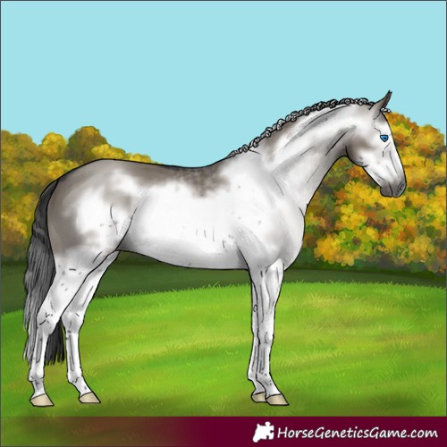 Horse Color:Gray Smoky Grullo Splash Frame 