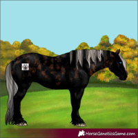 Horse Color:Void Silver Brown Sabino Splash