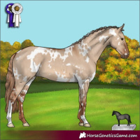 Horse Color:White Spotted Red Dun