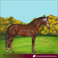 Horse Color:Gray Chestnut 