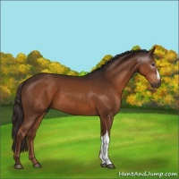 Horse Color:Gray Liver Chestnut 