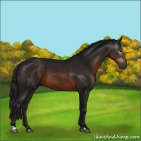 Horse Color:Gray Brown 