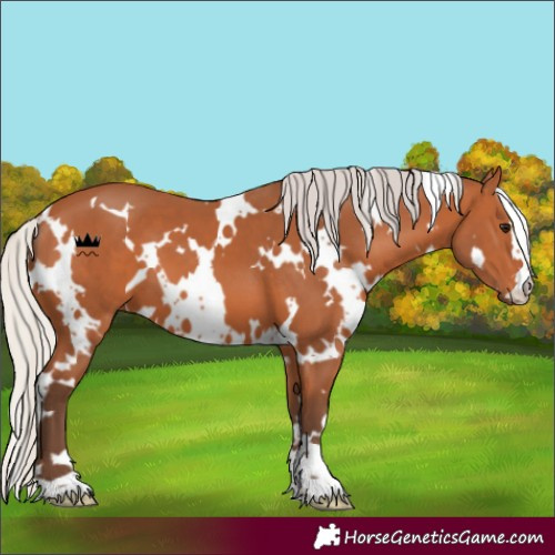 Horse Color:White Spotted Silver Bay 