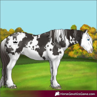 Horse Color:White Spotted Liver Chestnut Splash 
