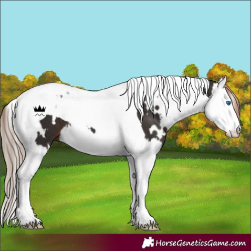 Horse Color:White Spotted Liver Chestnut Splash Tobiano