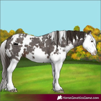 Horse Color:White Spotted Liver Chestnut Splash 