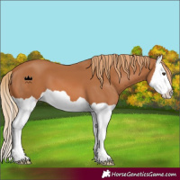 Horse Color:Chestnut Splash 