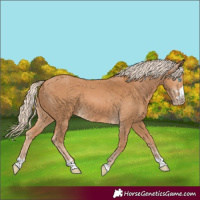 Horse Color:Gray Cremello Mushroom 