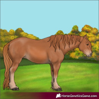 Horse Color:Chestnut 