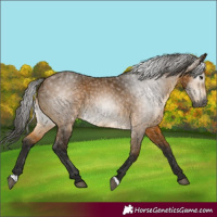 Horse Color:Gray Buckskin