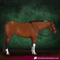 Horse Color:Gray Bay Tobiano 