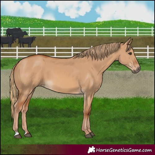 Horse Color:Red Dun 