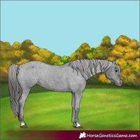 Horse Color:Black Appaloosa Rabicano 