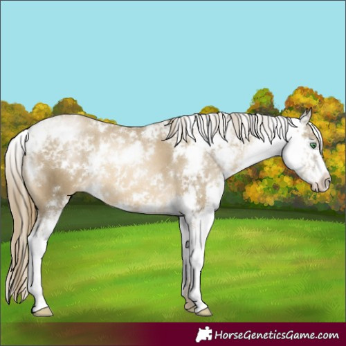 Horse Color:Smoky Black Pearl Sabino