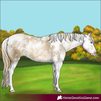 Horse Color:Smoky Black Pearl Sabino