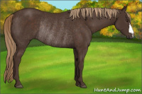 Horse Color:Liver Chestnut Rabicano
