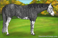 Horse Color:Blue Roan Sabino Splash  and Blue Roan Sabino Splash 