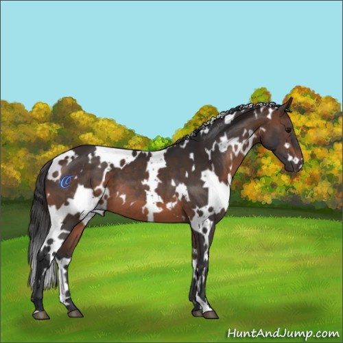 Horse Color:White Spotted Brown 