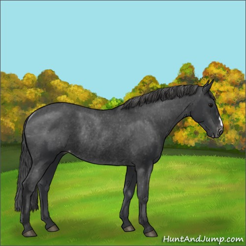 Horse Color:Black Appaloosa Rabicano 