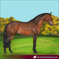 Horse Color:Brown Rabicano 