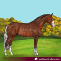 Horse Color:Silver Brown Rabicano 
