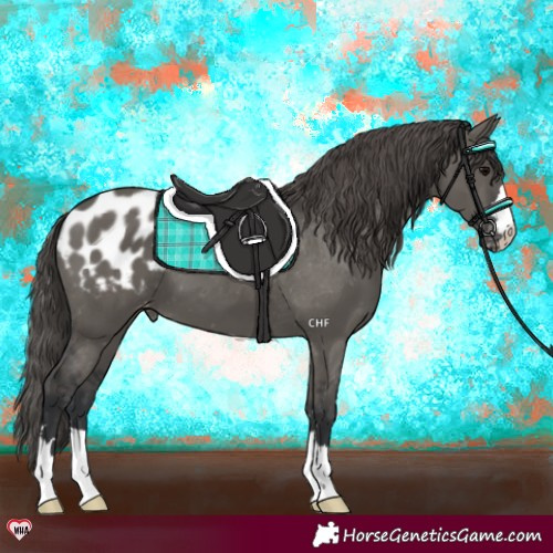 Horse Color:Grullo Appaloosa 