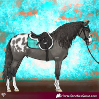 Horse Color:Grullo Blanket 