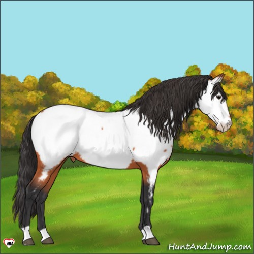 Horse Color:Bay Appaloosa 