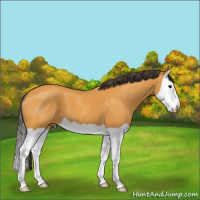 Horse Color:Buckskin Splash 