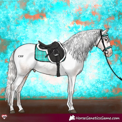 Horse Color:Silver Bay Appaloosa 