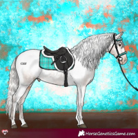 Horse Color:Silver Bay Appaloosa 