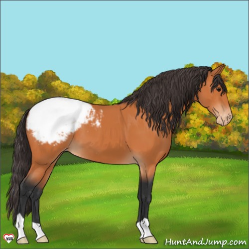 Horse Color:Bay Appaloosa 