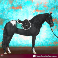 Horse Color:Black Appaloosa 