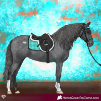 Horse Color:Black Appaloosa 