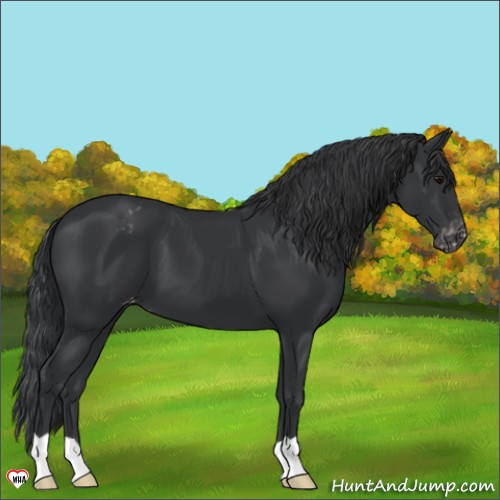 Horse Color:Black Appaloosa 